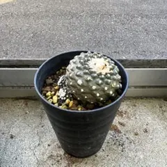 翠冠玉 綴化／石化 Lophophora diffusa f. cristata 翠冠玉 綴化／石化 Lophophora diffusa f. cristata - メルカリ