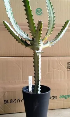 2026年最新】ユーフォルビア ホワイトゴーストの人気アイテム - メルカリ