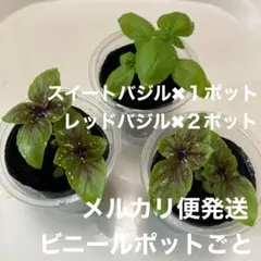 固定種バジル2種３ポット ポットごと発送