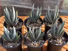 2025年最新】ハオルチア セットの人気アイテム - メルカリ