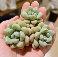 ぐまもん様 リクエスト 6点 まとめ商品