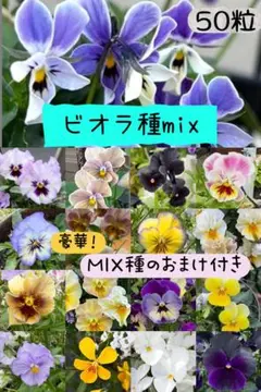 ビオラ種MIX 50粒以上（豪華なおまけ付き）