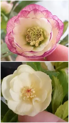 なぁさん(プロフィールお読みください)様ご専用