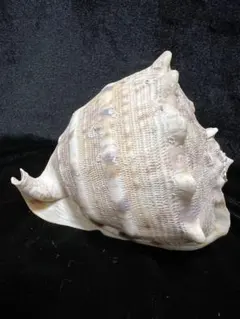 存在感バツグン！巨大型巻き貝トウカムリ貝 千年貝 オブジェ長30cm重さ2.8㎏ 存在感バツグン！巨大型巻き貝トウカムリ貝 千年貝 オブジェ長