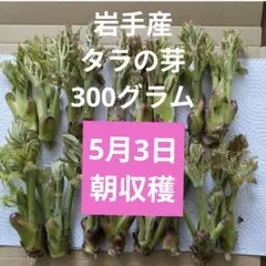 天然タラの芽、採れたて約300g。ATM、コンビニ支払いはお断りします。