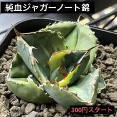 2026年最新】ジャガーノート 斑入りの人気アイテム - メルカリ