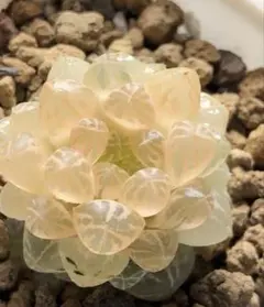 ピ*ン様 多肉植物　ハオルチア　舞姫オブツーサ錦　糊斑