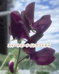 みいこ様 リクエスト 4点 まとめ商品