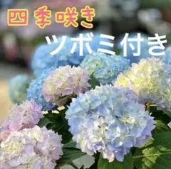 四季咲き あじさい 挿し木苗 ツボミ付き