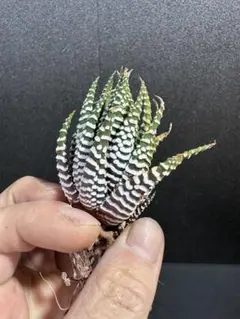 okinawa様 リクエスト 3点 まとめ商品