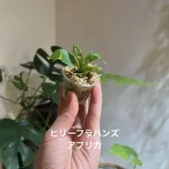 かすみん様 リクエスト 3点 まとめ商品