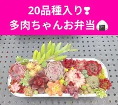 20品種入り　多肉ちゃんお弁当