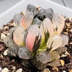 多肉植物 ハオルチア 氷灯オブツーサ錦 ピンク発色 鮮明錦