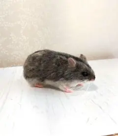 Item thumbnail for item f108f547-b6f5-4534-abb3-c9655c3d1fae