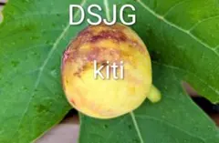 DSJG イチジク 苗木のサムネイル