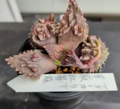 草様 リクエスト 2点 まとめ商品