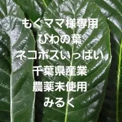 もぐママ様専用　びわの葉ネコポス千葉県産農薬未使用