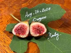 2025年最新】イチジク 苗 穂木の人気アイテム - メルカリ