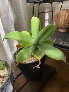 2026年最新】アガベアテナータの人気アイテム - メルカリ