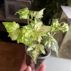 Maori様 リクエスト 2点 まとめ商品