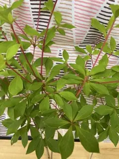 ドウダンツツジ　切り枝のサムネイル