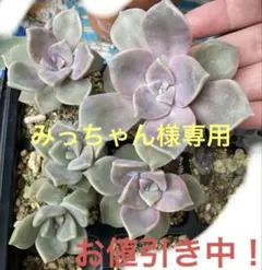 みっちゃん様 リクエスト 2点 まとめ商品