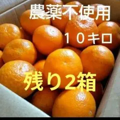 2026年最新】いよかんの人気アイテム - メルカリ