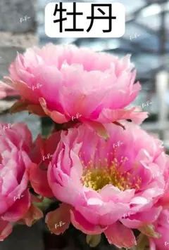 79-白牡丹 蕾あり 超人気花サボテン ロビビア属 カキコ - メルカリ