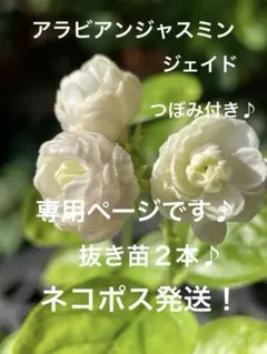 ☆ネコポス発送！④アラビアンジャスミンジェイド八重薔薇咲き蕾付き抜き苗 1本のサムネイル