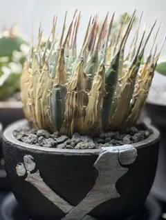 2025年最新】エボリスピナの人気アイテム - メルカリ