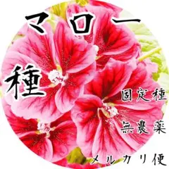 マローの種　【有機種子】【固定種】 メルカリ便で届く種②