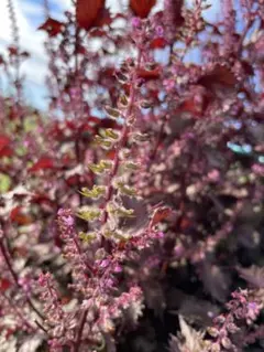 2025年最新】赤紫蘇苗の人気アイテム - メルカリ