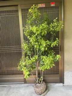 クラッスラ属 金のなる木 斑入り 花月錦 超大株 - メルカリ