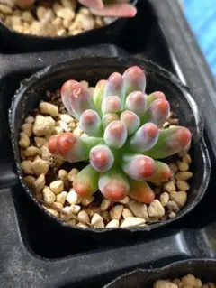 7.乙女心　抜き苗　多肉植物