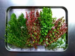 ❁水草セット ４種 ６０本❁ ビオトープ 水草 メダカ アクアリウム ADA ㊲のサムネイル
