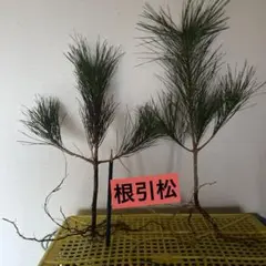 Item thumbnail for item a96c64db-7c11-489d-b125-5a6d8b9004d4