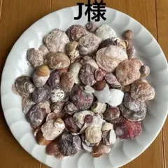 貝殻セット 様々なサイズと色