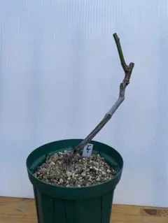 cocozo-0122様 リクエスト 3点 まとめ商品