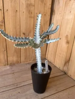 2025年最新】ユーフォルビアホワイトゴーストの人気アイテム