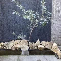 2026年最新】＝天然山採りの人気アイテム - メルカリ