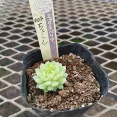 2026年最新】ミックスベリア 葉挿しの人気アイテム - メルカリ