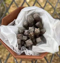 牛*丸様 ランポー玉 15株以上 アストロフィツム サボテン