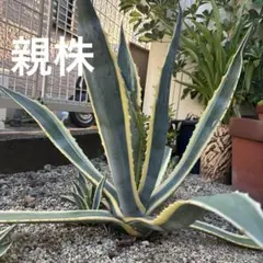 2026年最新】アガベアメリカーナ斑入りの人気アイテム - メルカリ