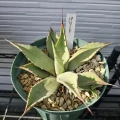 けろぴ屋様 リクエスト 3点 まとめ商品