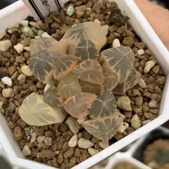 と*ね様 多肉植物 ハオルチア 氷星球オブツーサ錦 初出品 変異系 超美