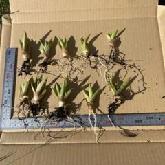 2025年最新】アガベアングスティフォリアの人気アイテム - メルカリ