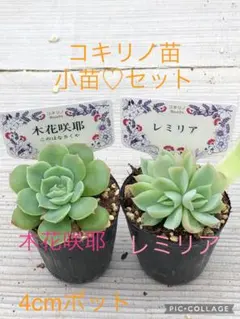 ミロッキー様 全12苗 ポットごと梱包⑱乙女蛍❣️ざらめ❣️あかずきん❣️ ほしみこ on X: 