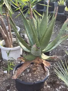 Aloe melanacantha アロエ メラナカンサ 親株 多肉植物 - メルカリ