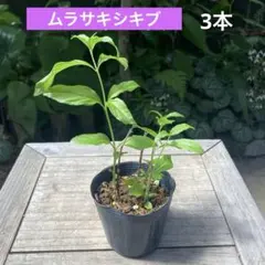 ポットごとヤマト便243】ヤマアジサイ 幼苗 天使のえくぼ 山紫陽花