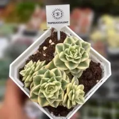 Top【選抜株】多肉植物 362396ブルーム ヴェール 88個 鉢無し/脱土 